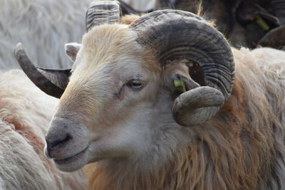 Close-up of goat