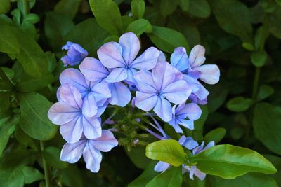 Close-up of purple flowers blooming outdoors