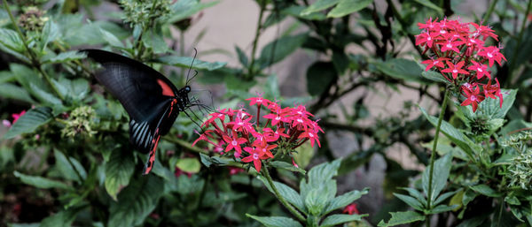 Close-up of butterfly on pink flower in park
