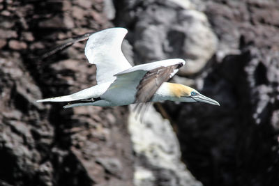 Close-up of plant against blurred background