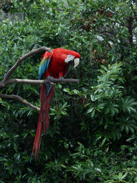 Red bird perching on a tree