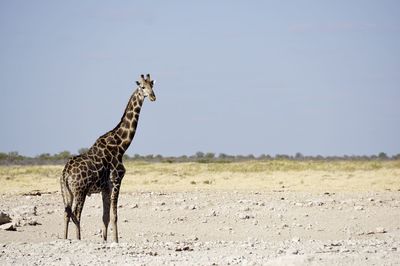 Giraffe standing on field against clear blue sky