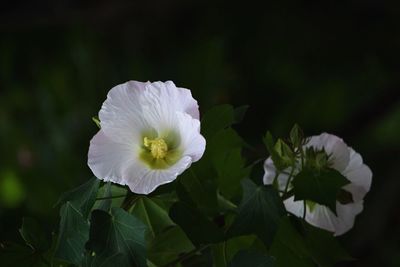 Close-up of white flowering plant