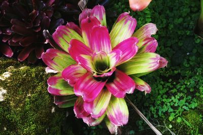 Close-up of pink flowering plants