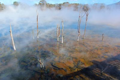 Reflection of trees in water