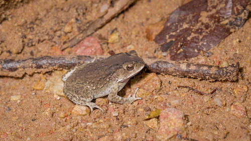 Close-up of lizard on rock