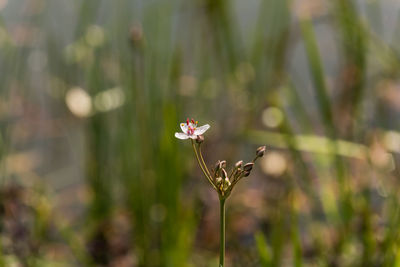 Close-up of flowering plant on land