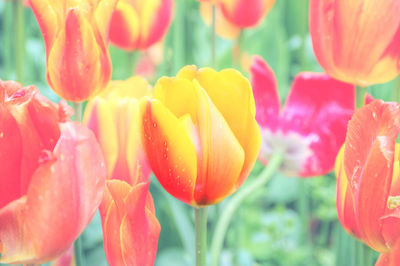 Close-up of red tulips