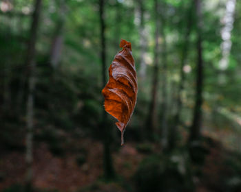 Leaf in mid-air at forest