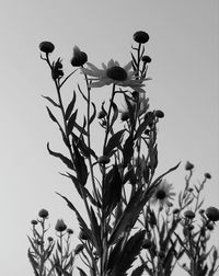 Low angle view of flowering plant against clear sky