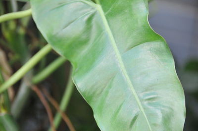 Close-up of fresh green plant
