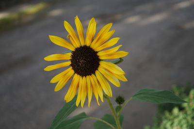 Close-up of flower like sunflower