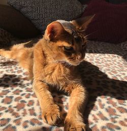 Cat relaxing on bed at home