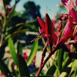 Close-up of pink flower