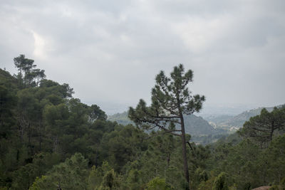 Scenic view of forest against sky