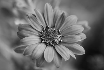 Close-up of flower on plant