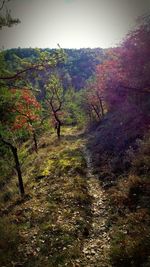 Footpath in forest