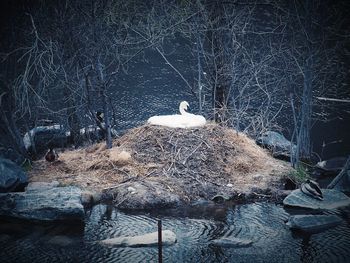 View of birds in lake