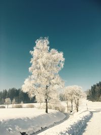 Close-up of tree against clear sky