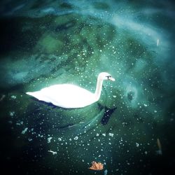 Underwater view of swimming pool