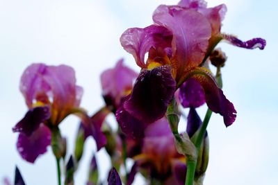 Close-up of purple flowers
