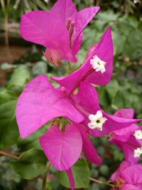 Close-up of pink flower blooming outdoors