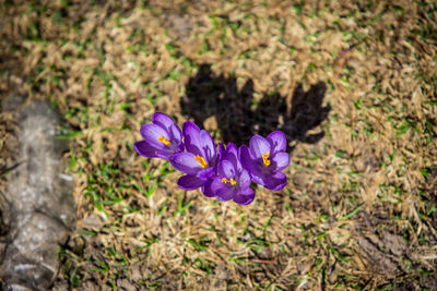 Close-up of purple crocus flowers on field