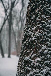 Close-up of tree trunk during winter