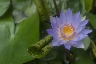Close-up of water lily blooming in pond
