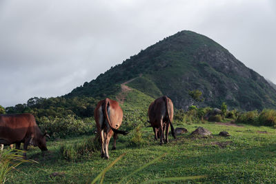 Animal and nature