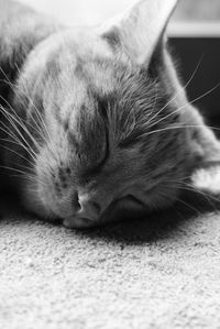 Close-up of cat sleeping