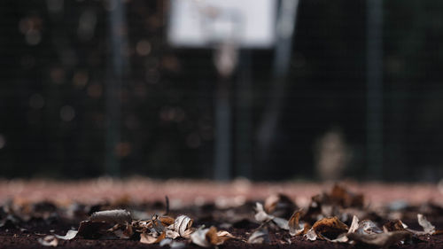 Close-up of dried leaves on wood in forest