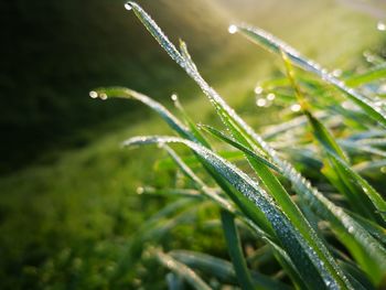 Close-up of wet plant during rainy season