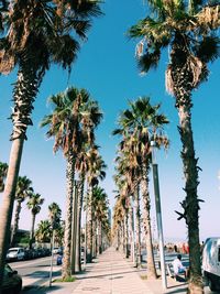 Palm trees at beach against clear blue sky