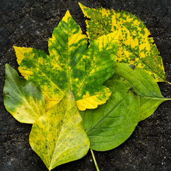 Close-up of leaves on ground