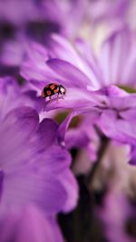 Ladybug crawling on a purple chrysanthemum petal