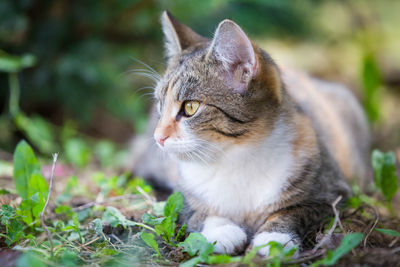 Close-up of a cat looking away