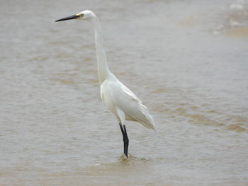 Side view of a bird on beach
