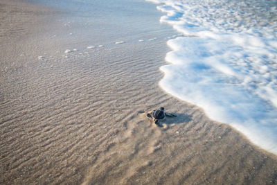 High angle view of sea turtle at beach