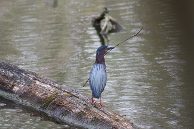 Bird perching on driftwood in lake