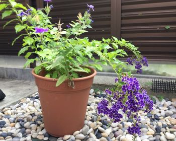 Close-up of flowers in pot