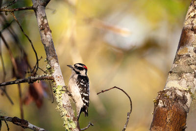 Downy woodpecker picoides pubescens perches on a tree at the corkscrew swamp sanctuary of naples