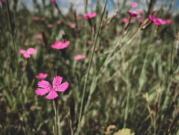 Close-up of pink flowering plant on field