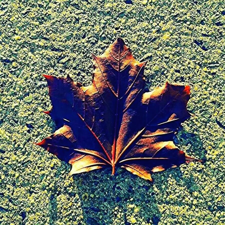 MAPLE LEAVES ON GROUND