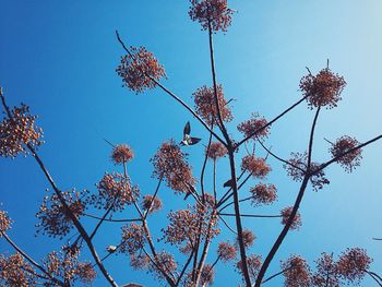 Low angle view of flowers against blue sky