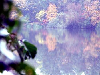 Close-up of reflection of trees in calm lake