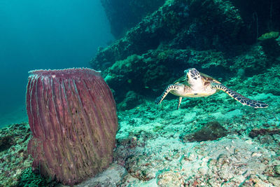 High angle view of fish swimming in sea