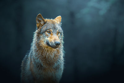 Gray wolf - canis lupus -, also known as timber wolf, isolated in the forest