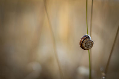 Close-up of snail on plant