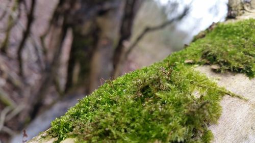 Close-up of moss on rock
